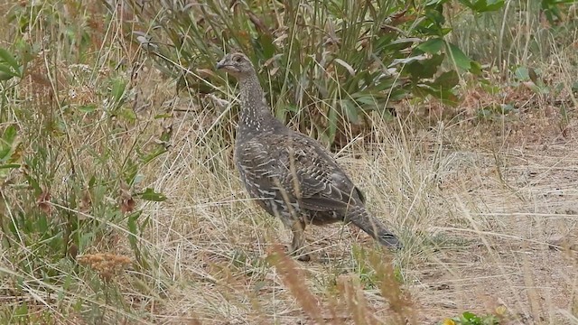 Dusky Grouse - ML640845067