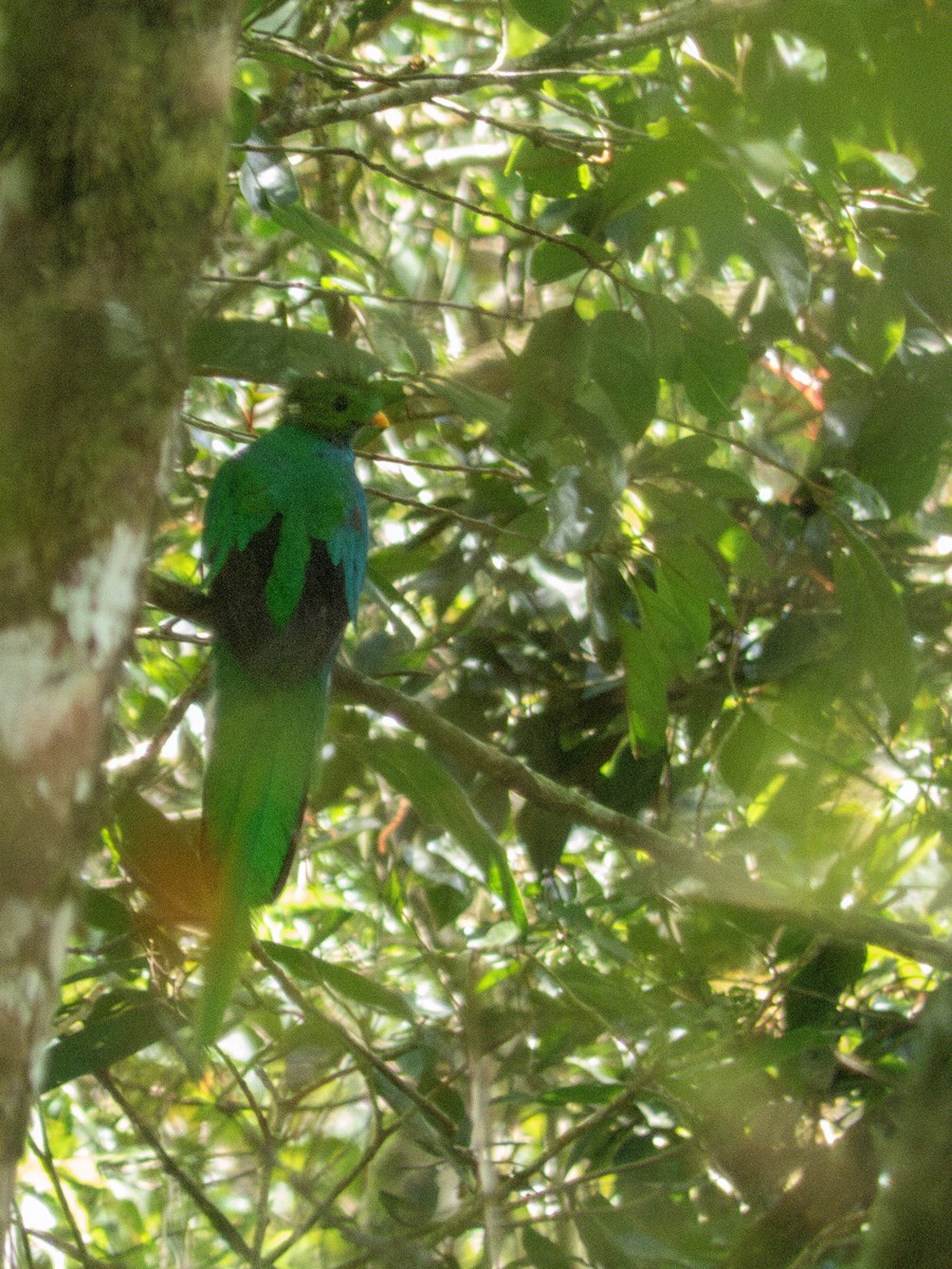 Resplendent Quetzal - ML640845087