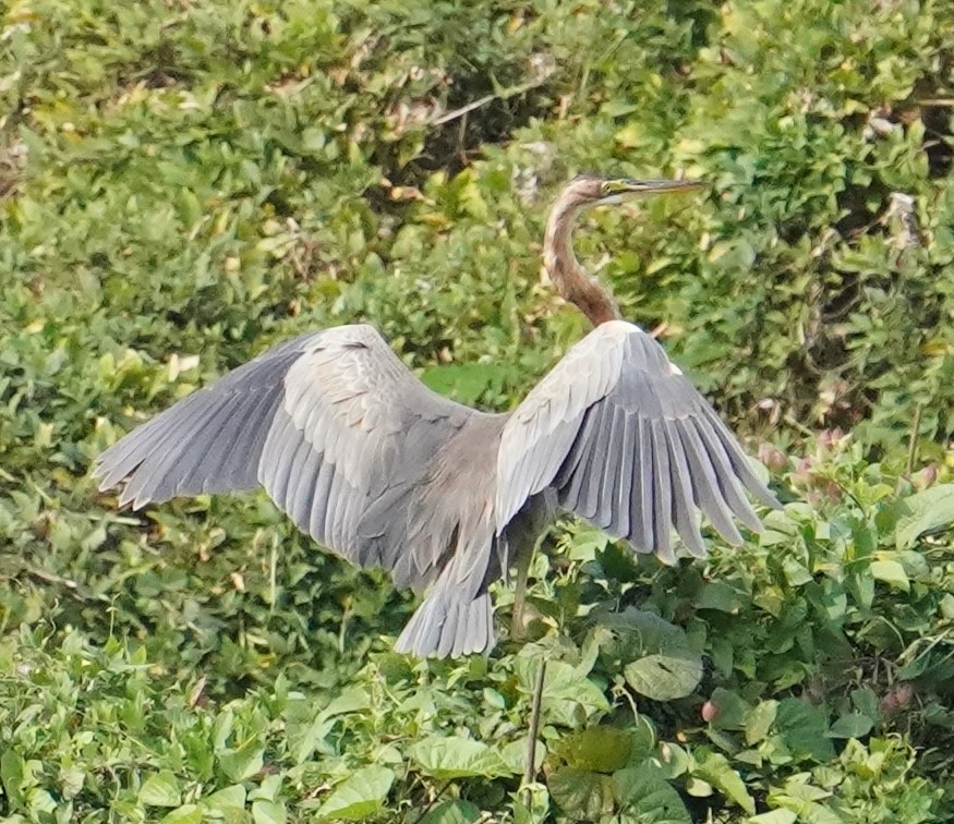 Purple Heron - ML640845089