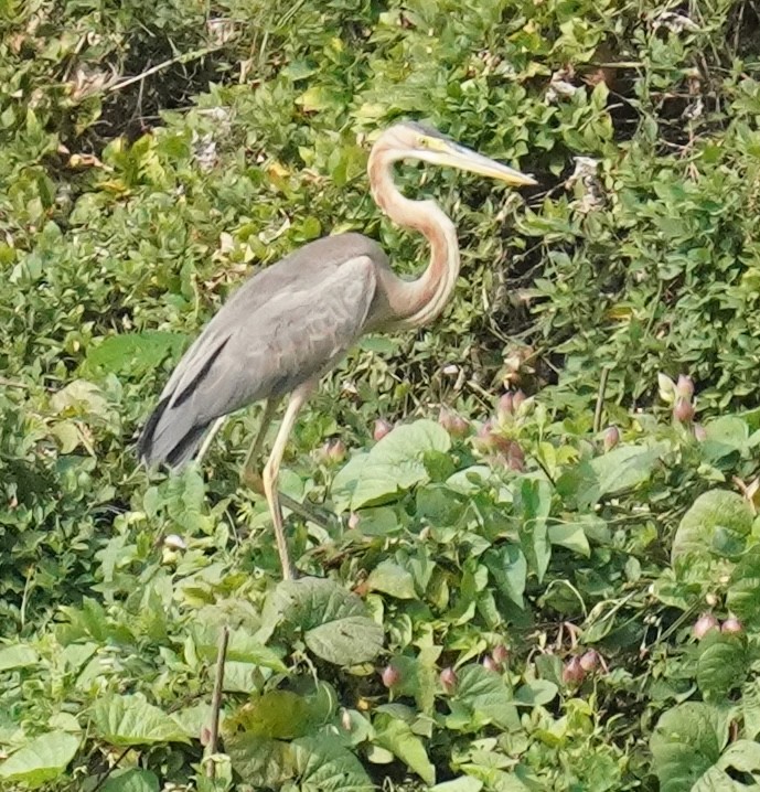Purple Heron - ML640845090