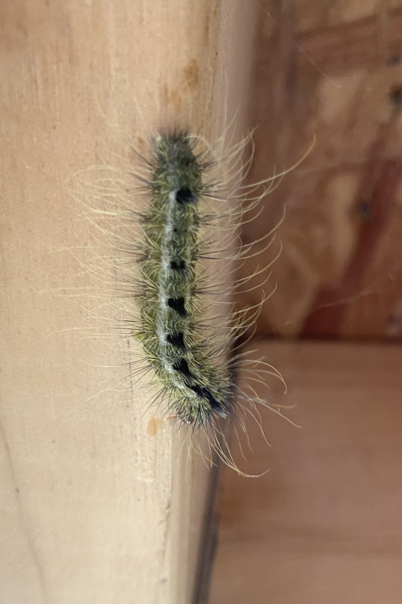 Fall Webworm Moth - ML640845095