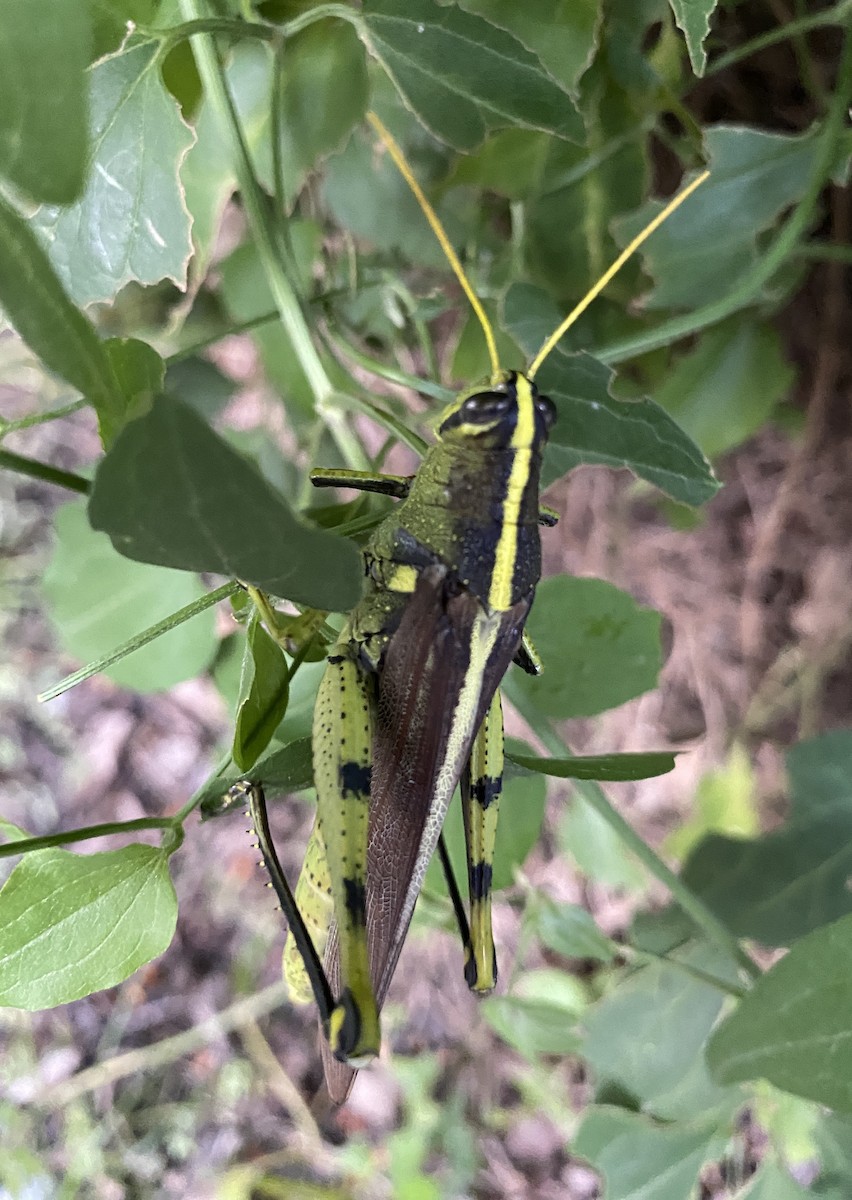 Obscure Bird Grasshopper - ML640845096