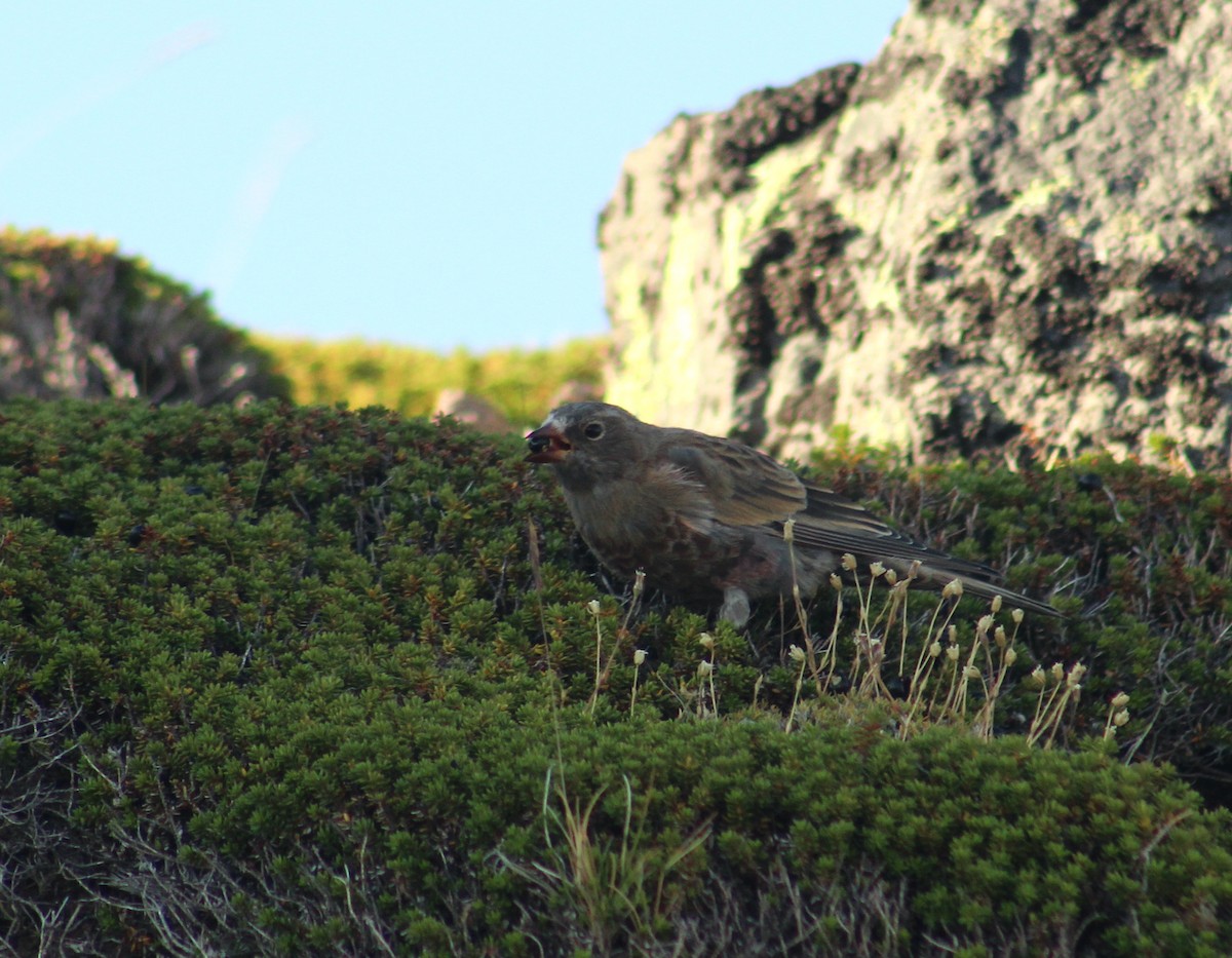 Gray-crowned Rosy-Finch - ML640845105