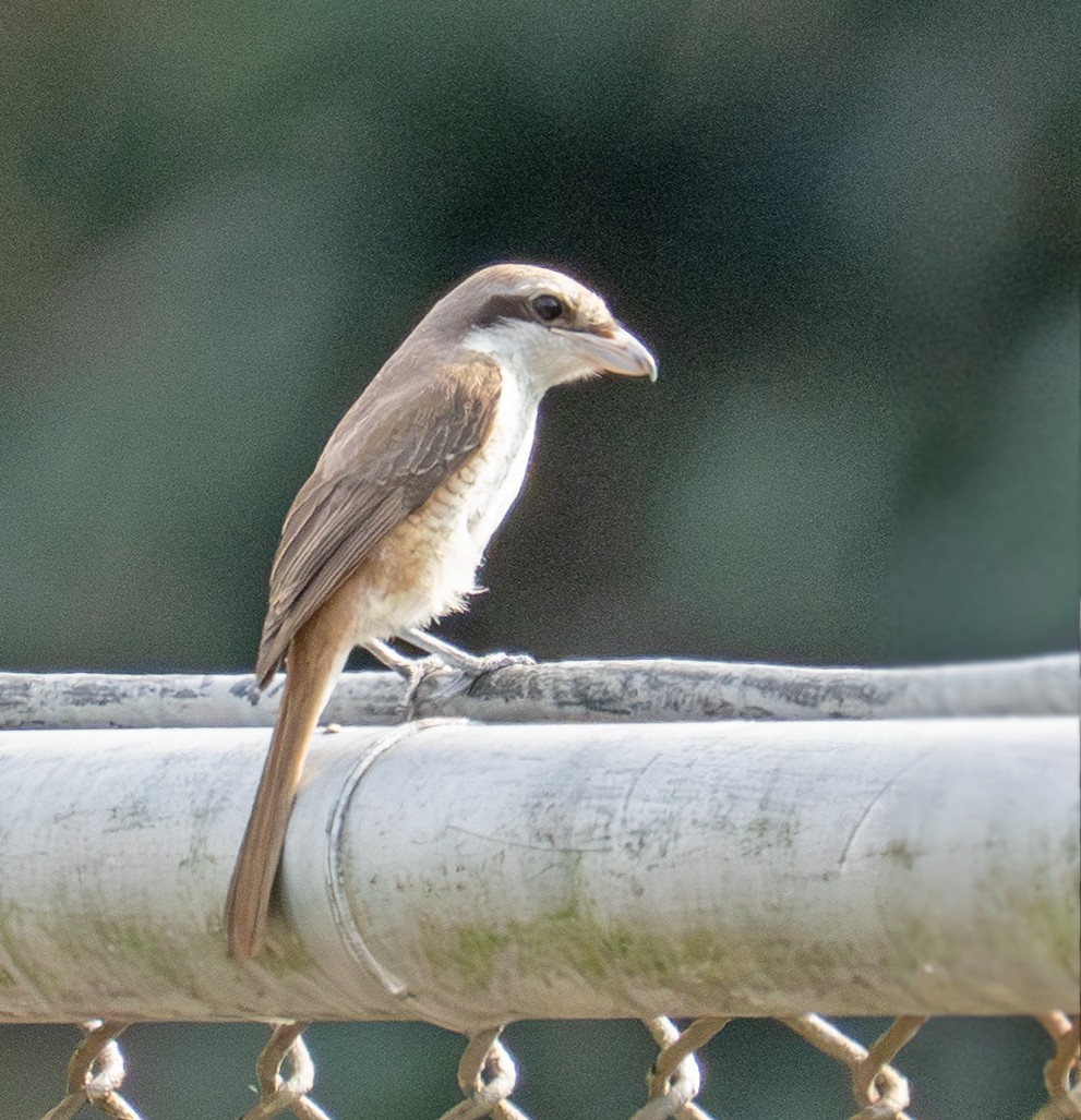 Brown Shrike (Philippine) - ML640845121