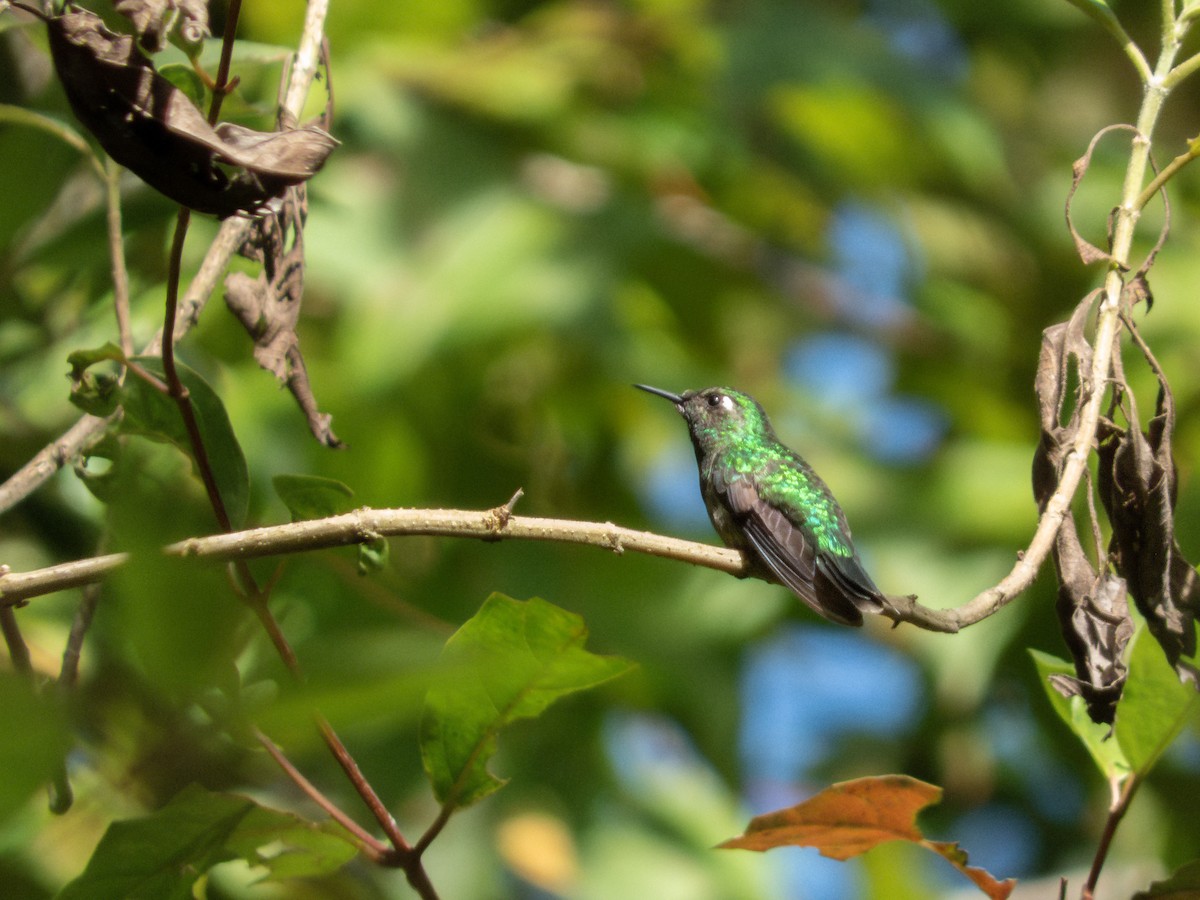 Emerald-chinned Hummingbird - ML640845129