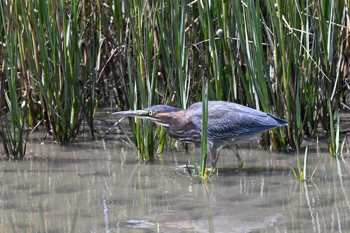Green Heron - ML640845133