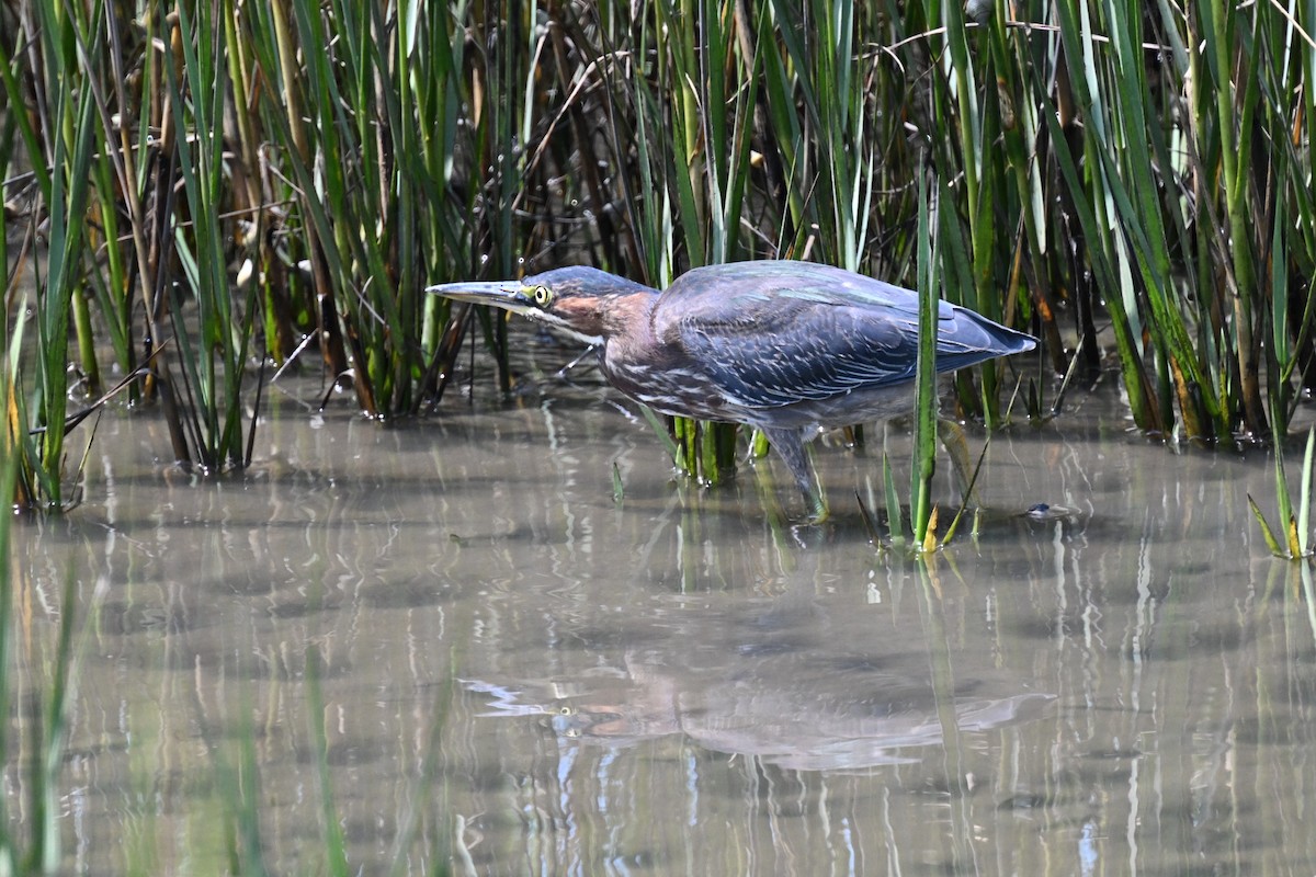 Green Heron - ML640845134