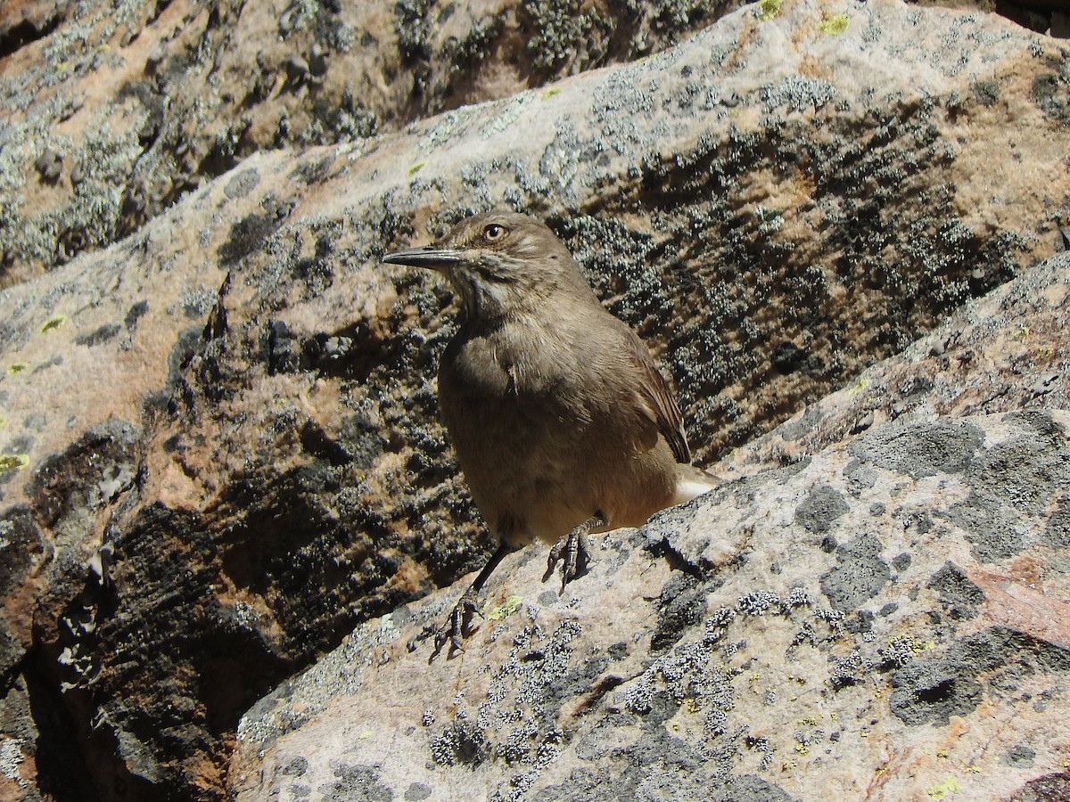 Black-billed Shrike-Tyrant - ML640845135