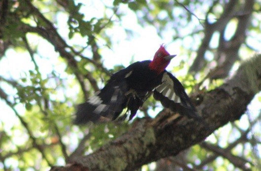Magellanic Woodpecker - ML640845192