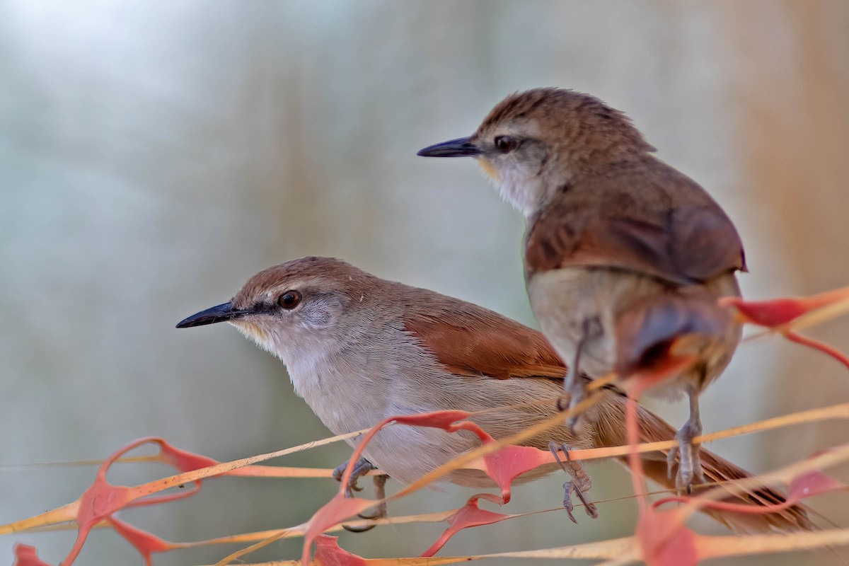 Yellow-chinned Spinetail - ML640845200