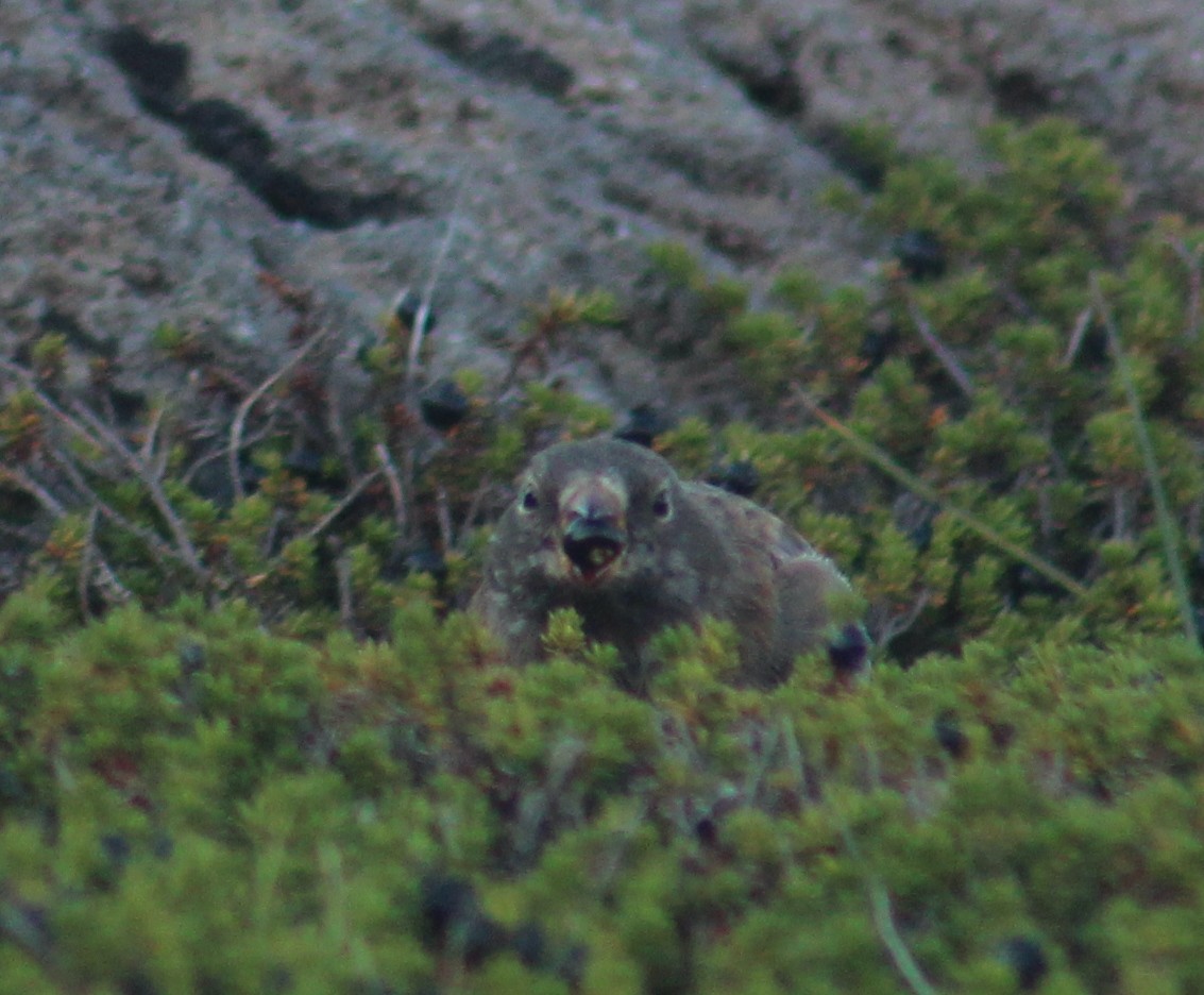 Gray-crowned Rosy-Finch - ML640845213