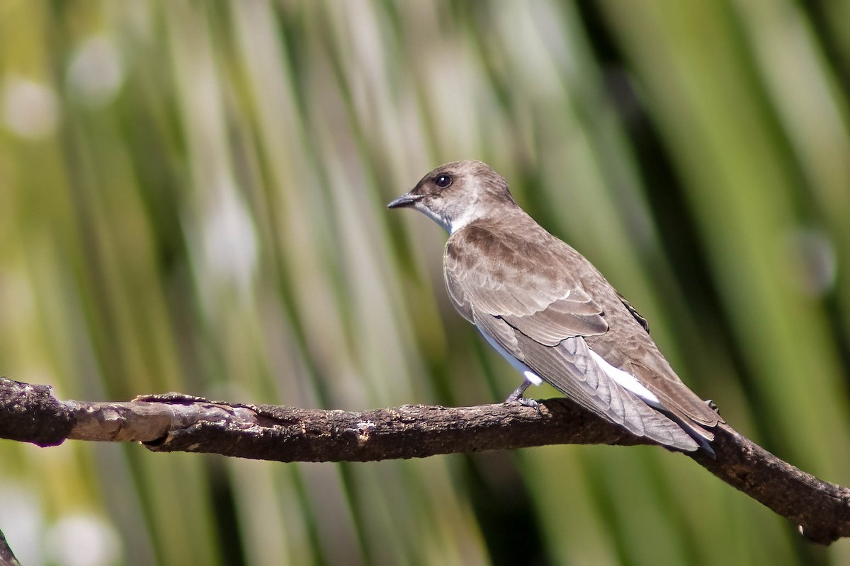 Brown-chested Martin - ML640845224