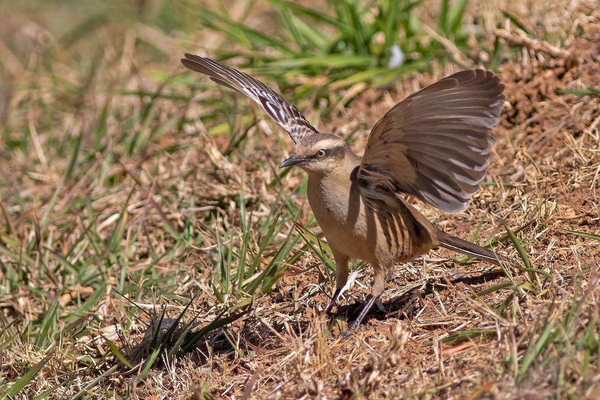 Chalk-browed Mockingbird - ML640845237