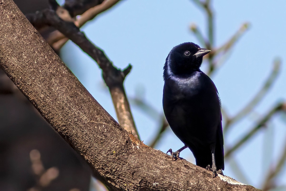 Shiny Cowbird - ML640845252