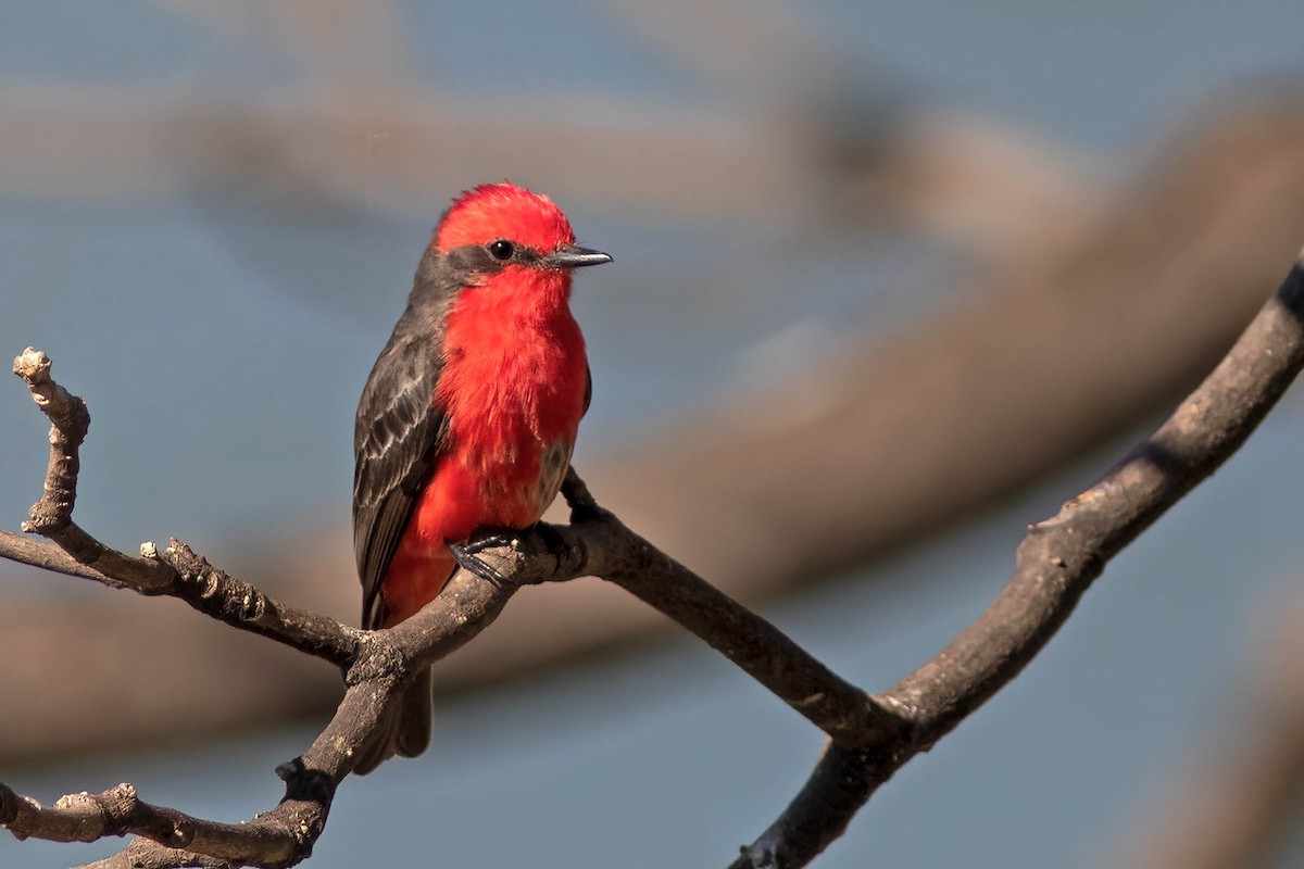 Vermilion Flycatcher - ML640845292