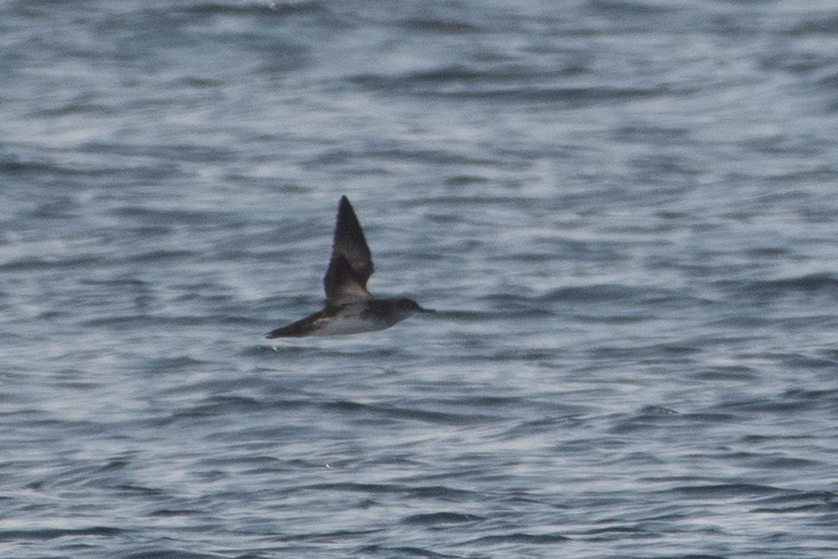 Black-vented Shearwater - ML640845417