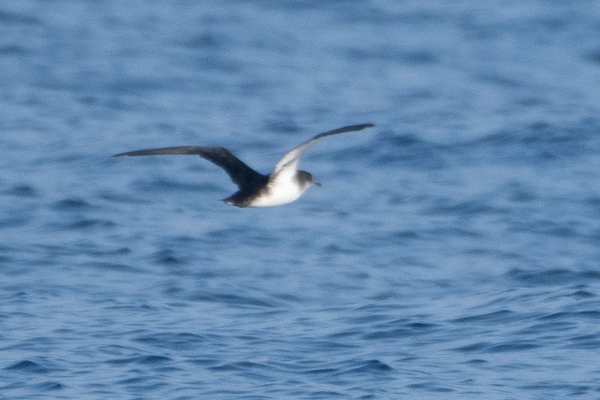 Black-vented Shearwater - ML640845418