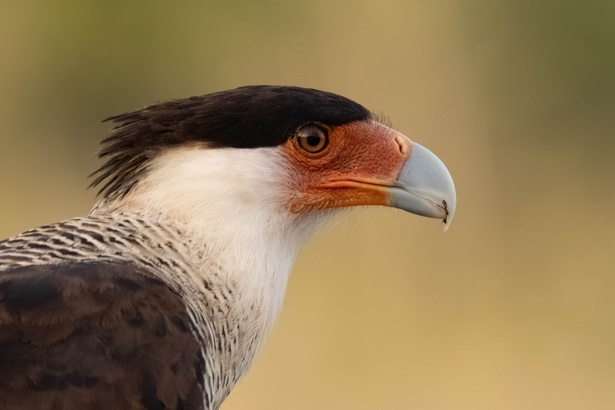Crested Caracara (Northern) - ML640845452