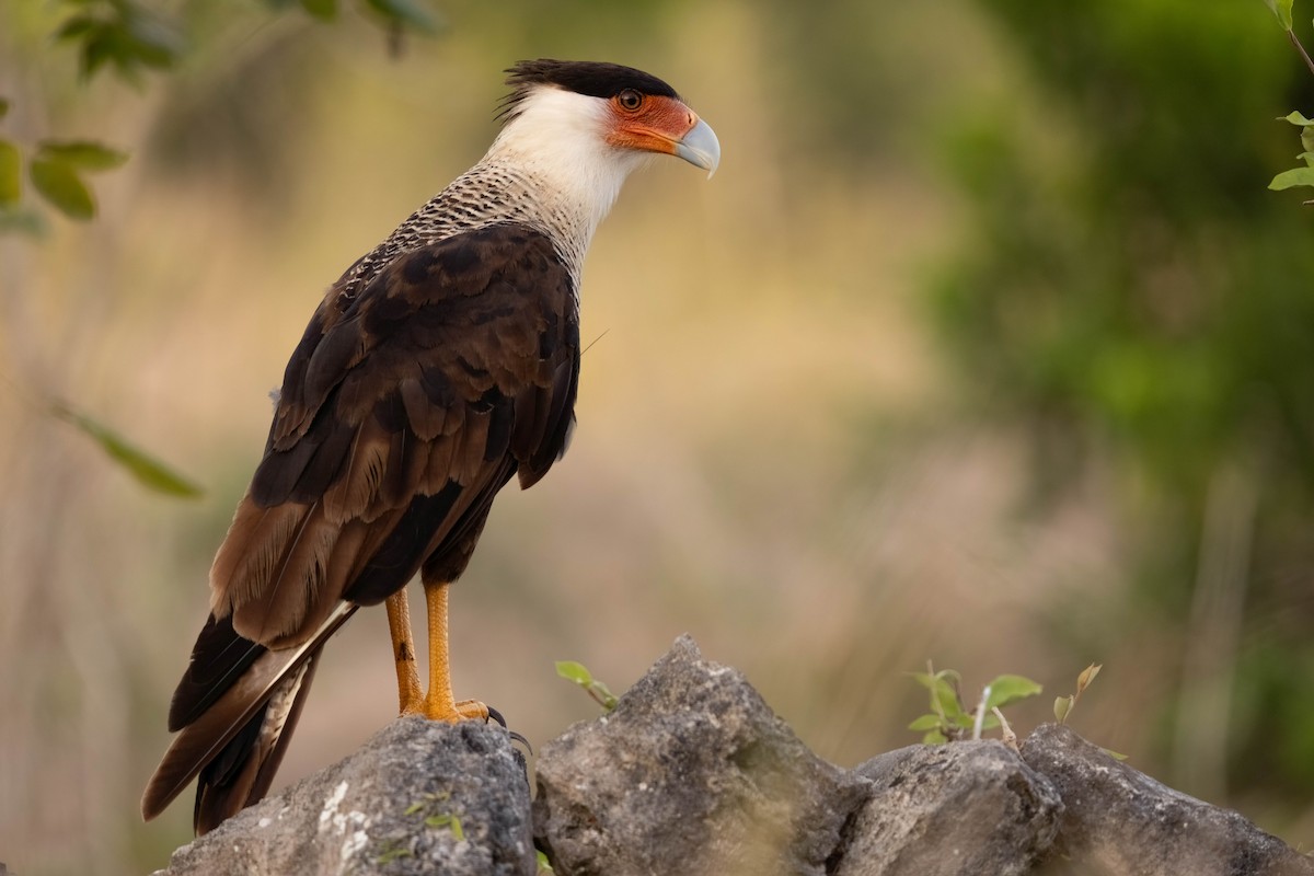 Crested Caracara (Northern) - ML640845462
