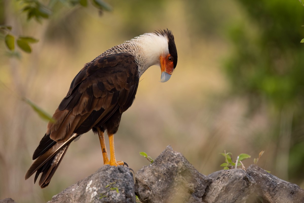 Crested Caracara (Northern) - ML640845466