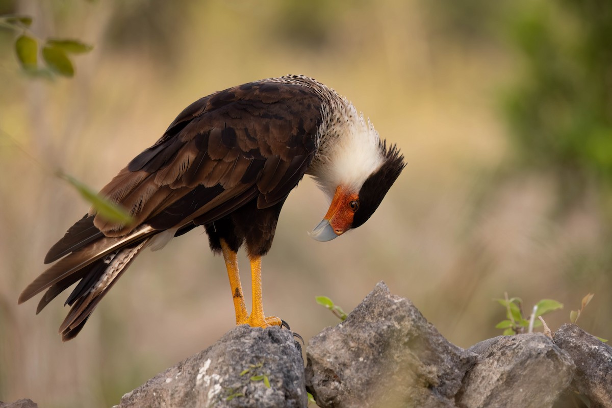 Crested Caracara (Northern) - ML640845468
