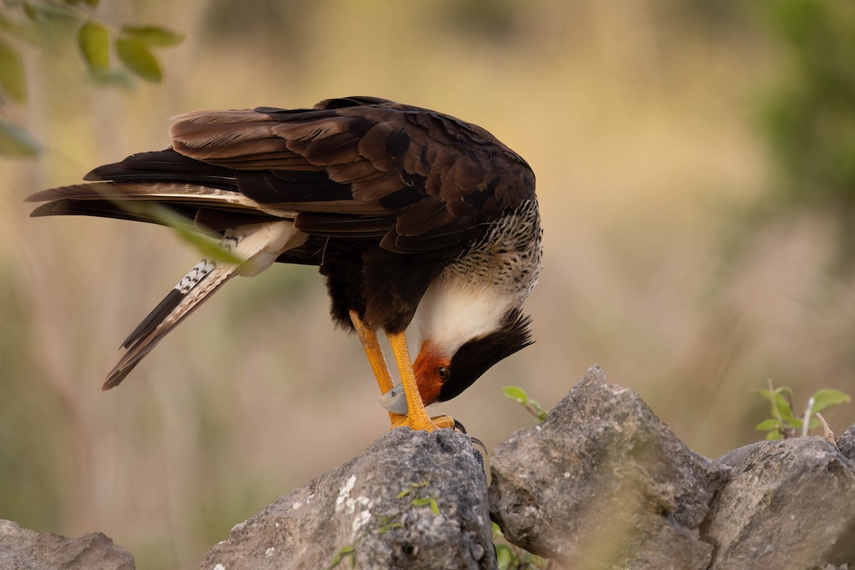 Crested Caracara (Northern) - ML640845475