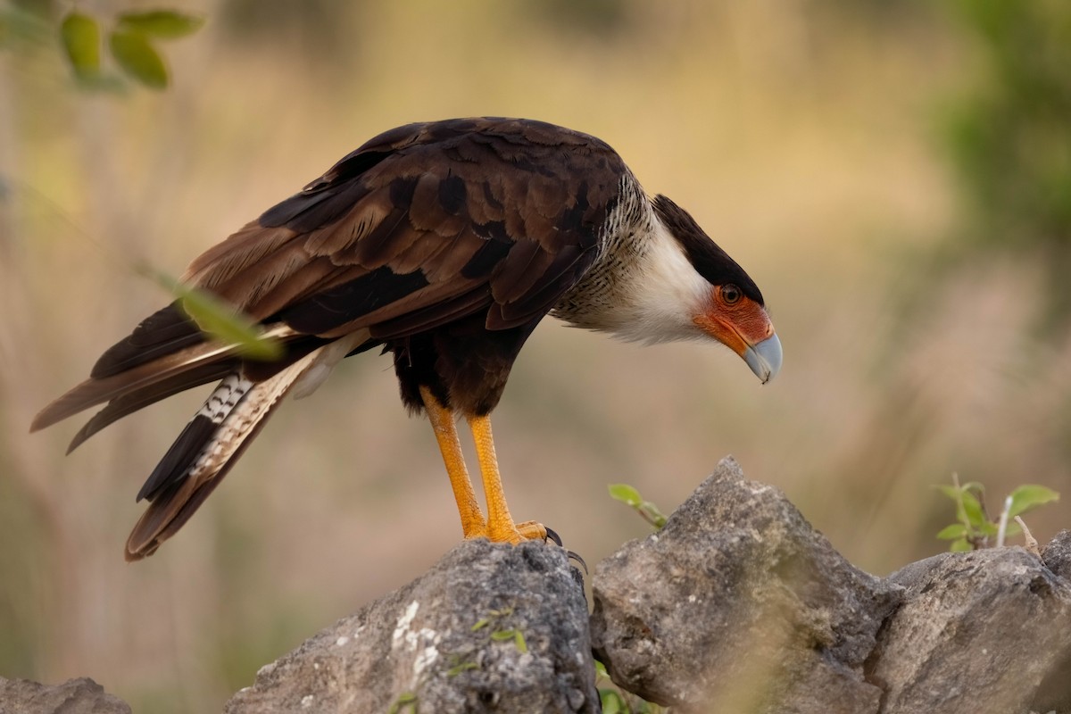 Crested Caracara (Northern) - ML640845481