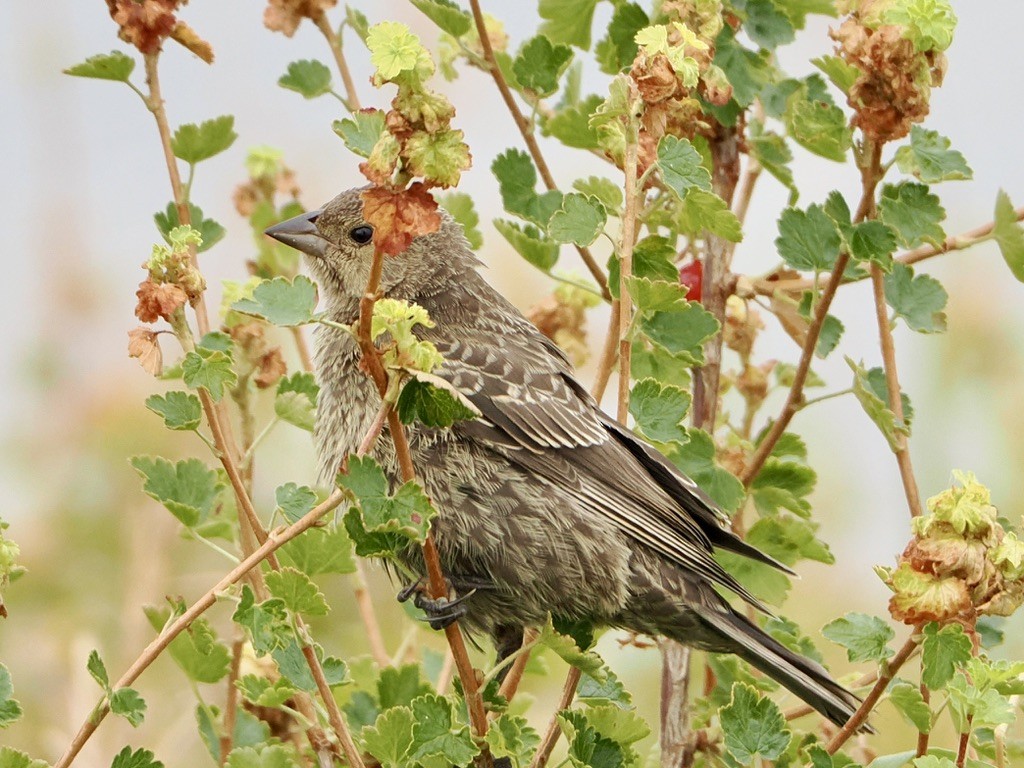 Brown-headed Cowbird - ML640845562