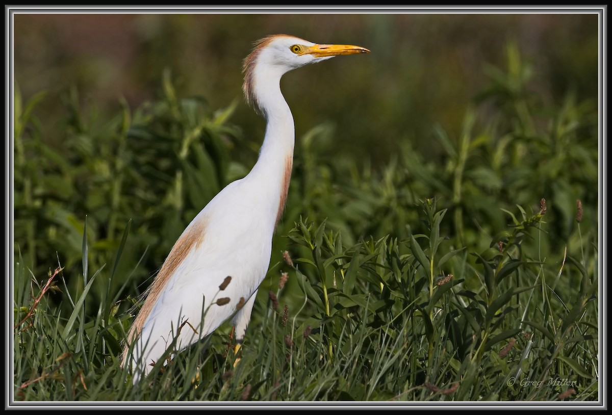Western Cattle-Egret - ML640845564