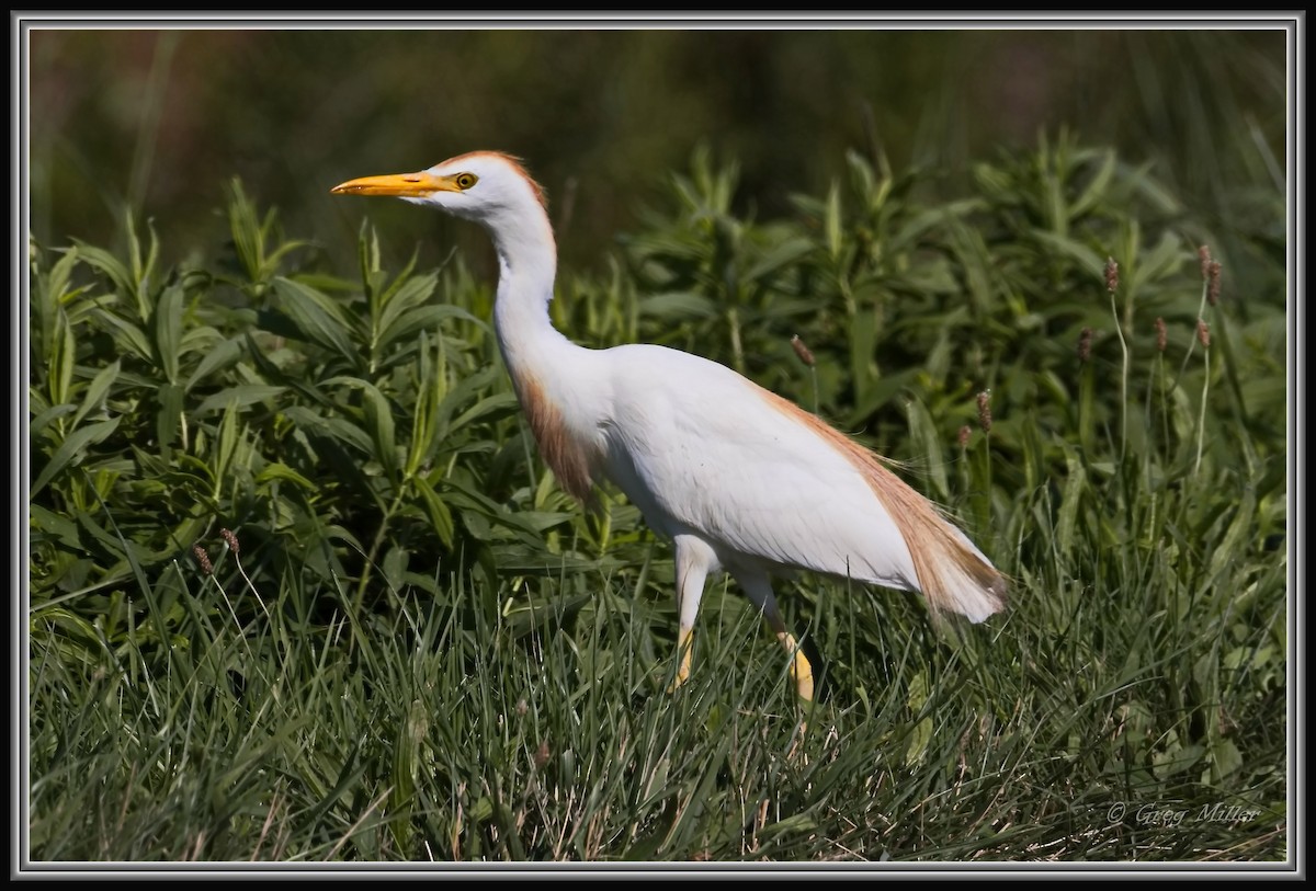 Western Cattle-Egret - ML640845566