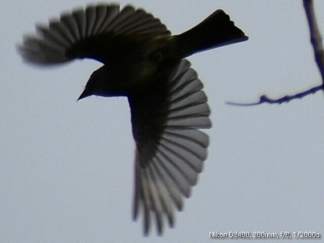 Eastern Wood-Pewee - ML64084561