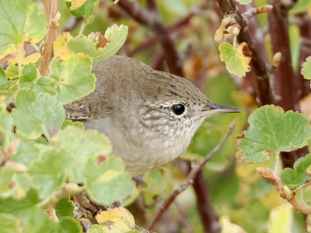 Northern House Wren - ML640845636