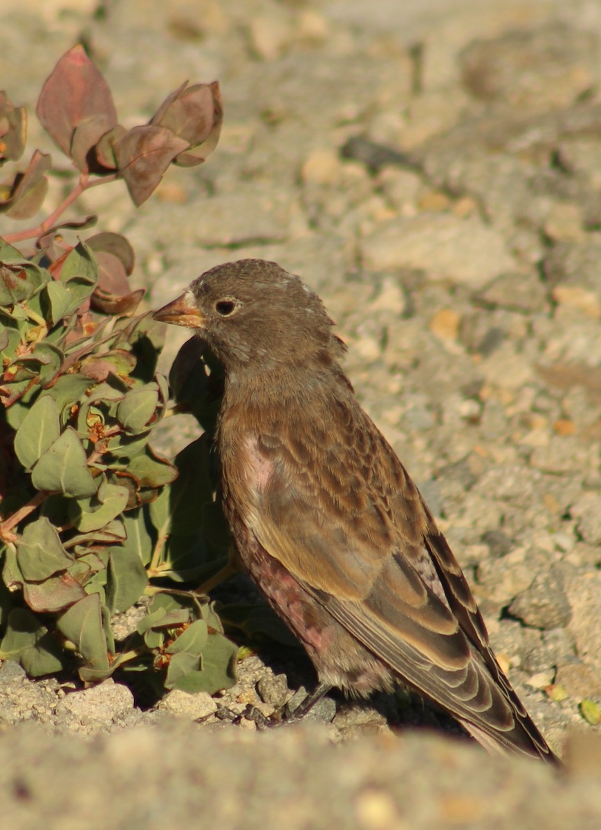 Gray-crowned Rosy-Finch - ML640845649