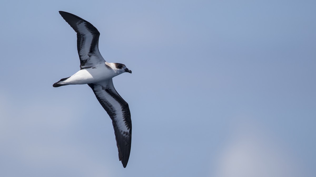 Black-capped Petrel - ML640845677