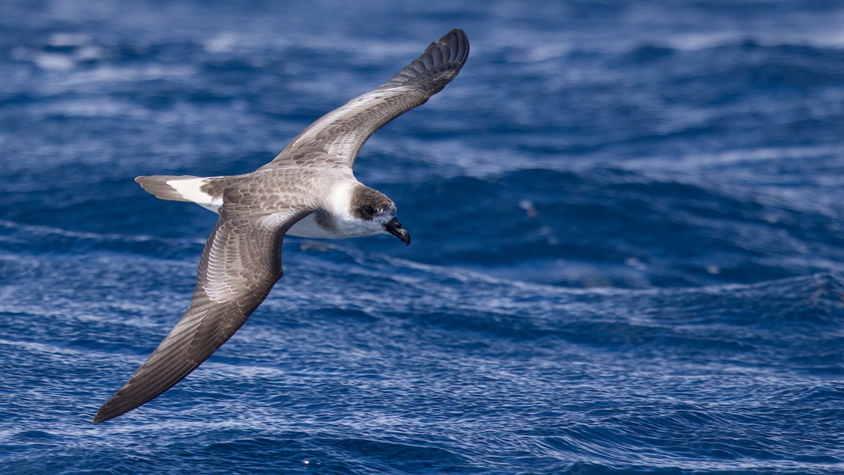 Black-capped Petrel - ML640845678