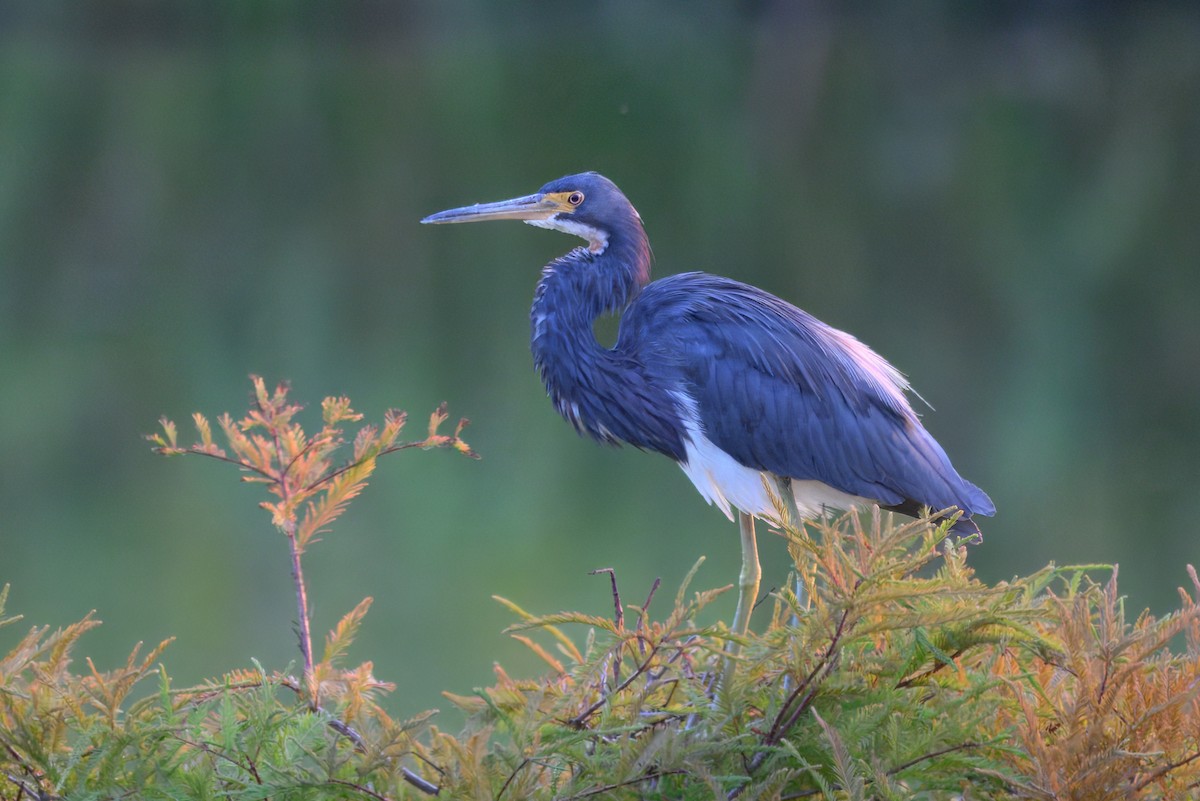 Tricolored Heron - ML640845687