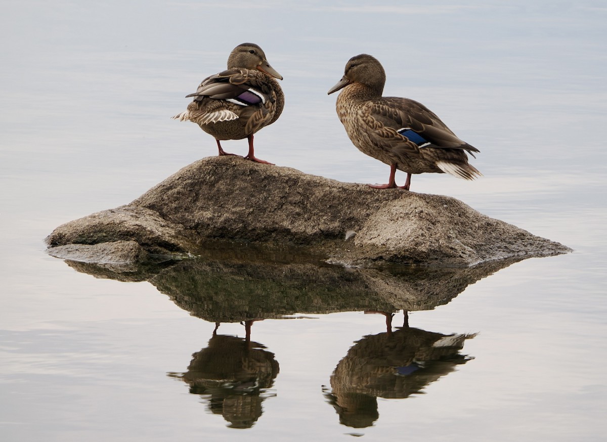 Mallard - ML640845702