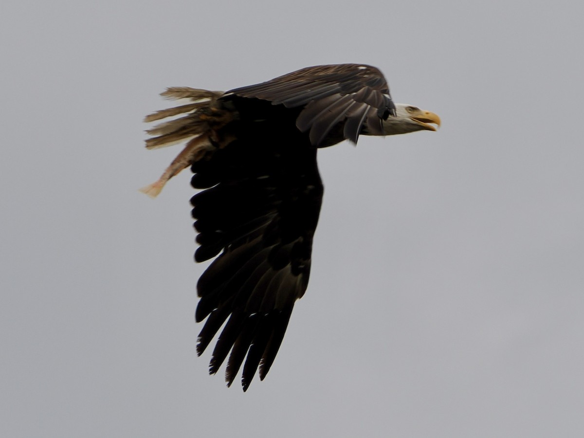 Bald Eagle - ML640845794