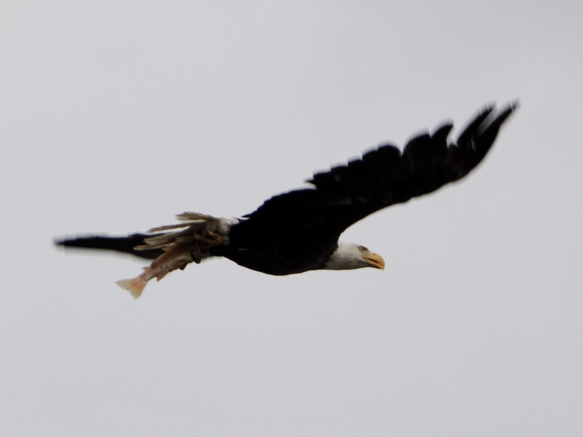 Bald Eagle - ML640845802