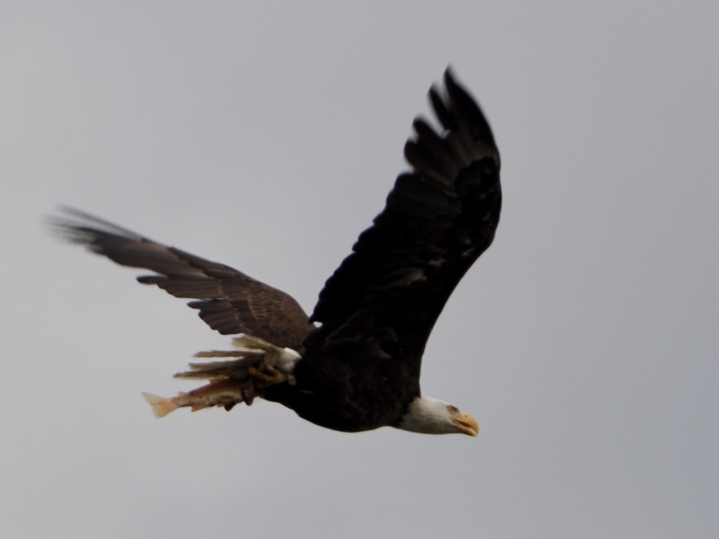 Bald Eagle - ML640845805