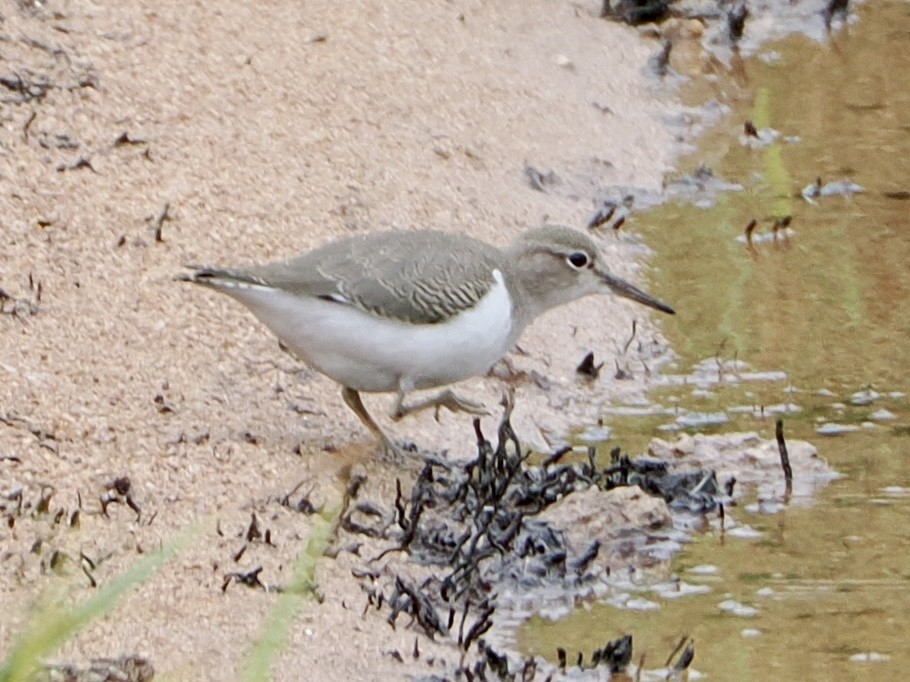 Spotted Sandpiper - ML640845881