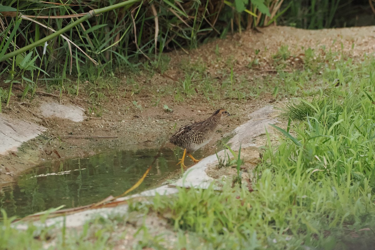 Blue-breasted Quail - ML640845914
