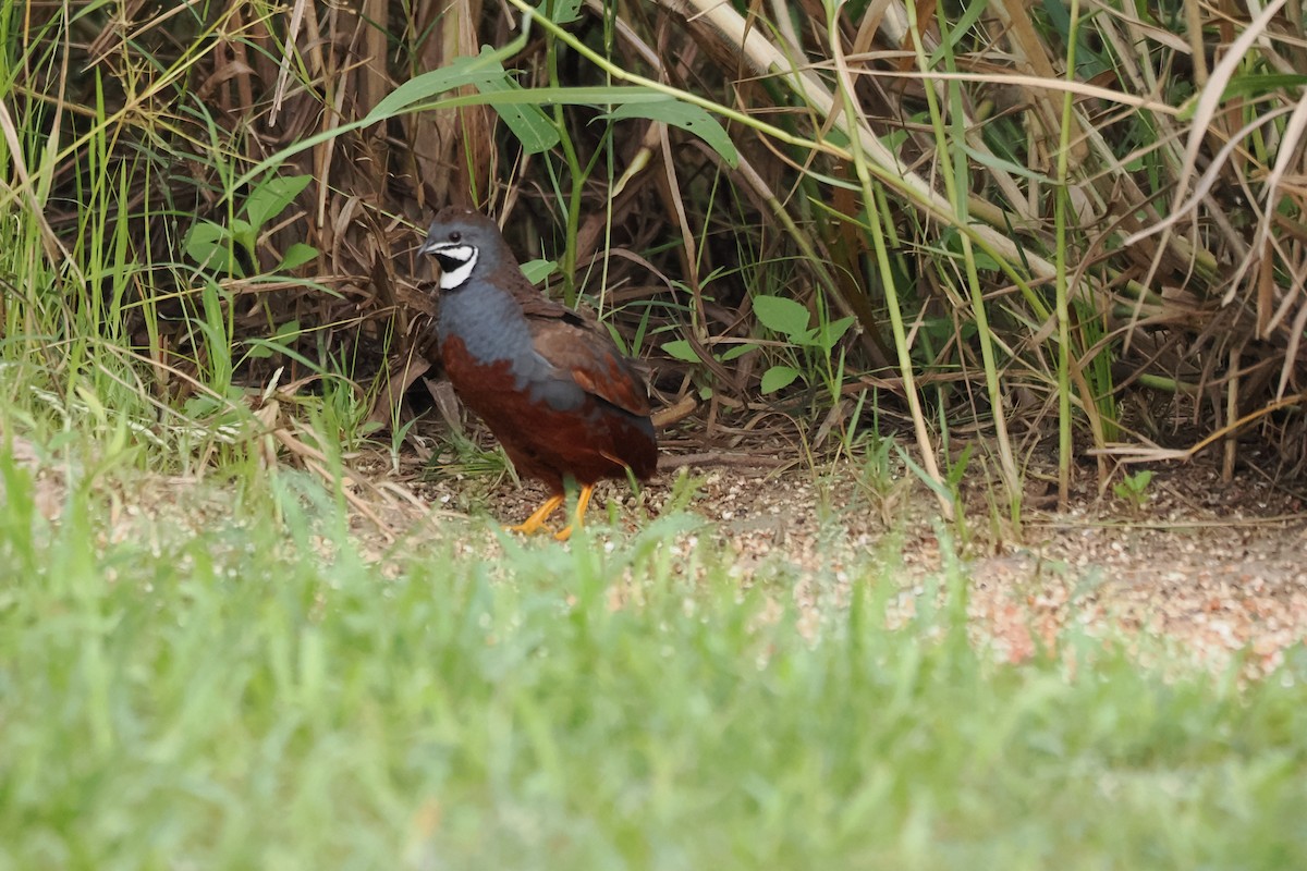 Blue-breasted Quail - ML640845915