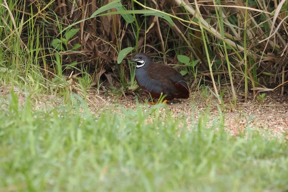 Blue-breasted Quail - ML640845917