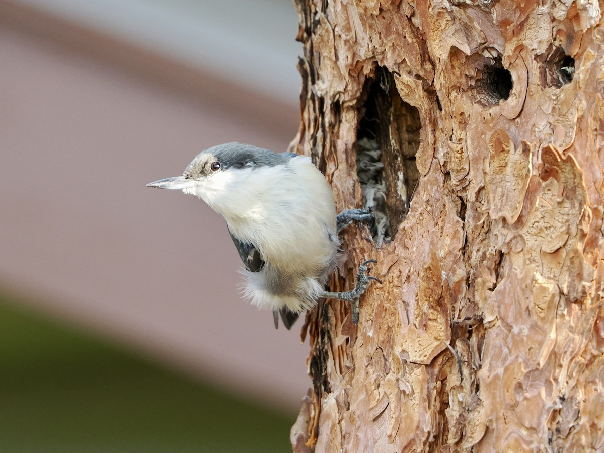 Pygmy Nuthatch - ML640845928