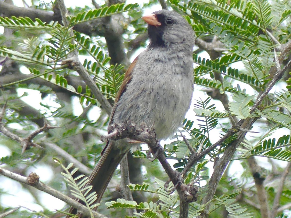 Black-chinned Sparrow - ML640845950