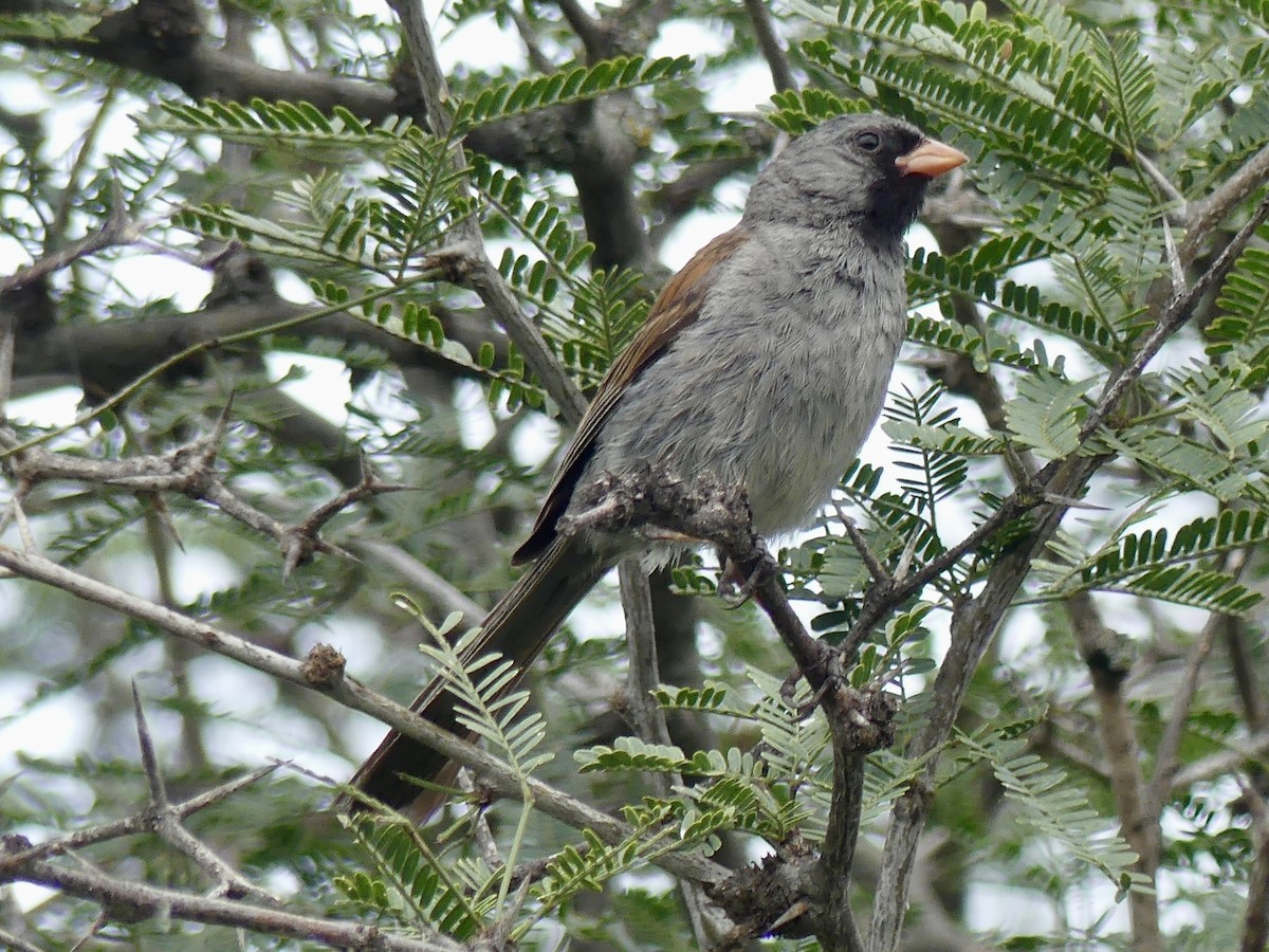 Black-chinned Sparrow - ML640845951