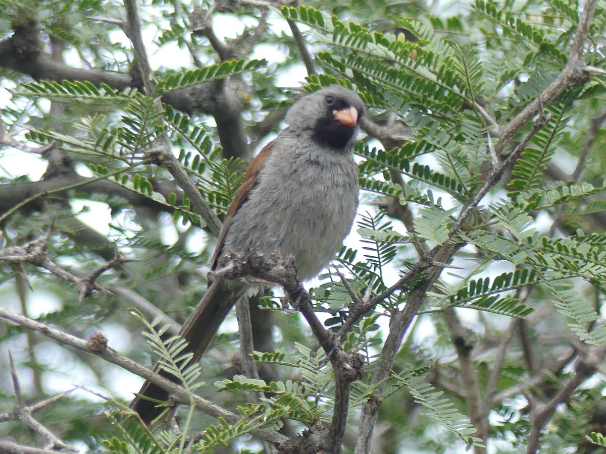 Black-chinned Sparrow - ML640845952