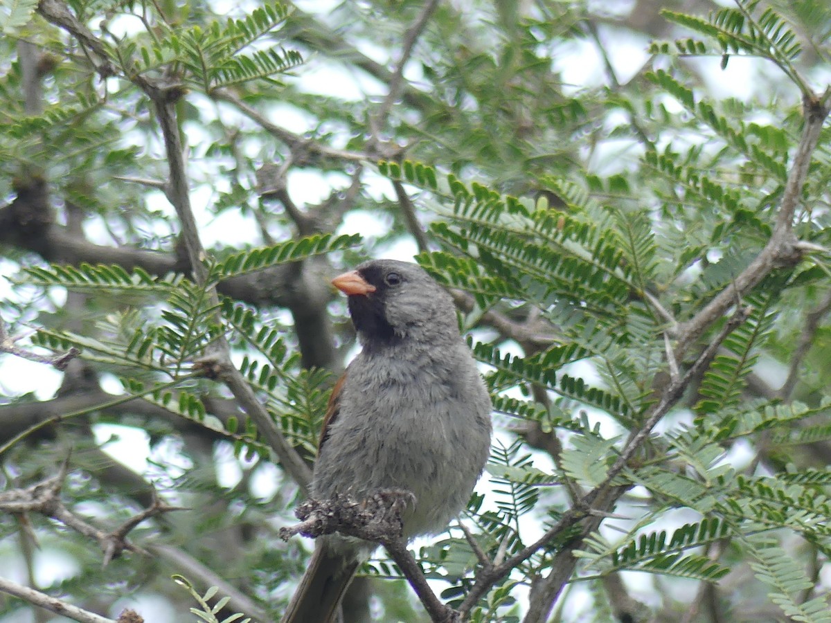 Black-chinned Sparrow - ML640845953