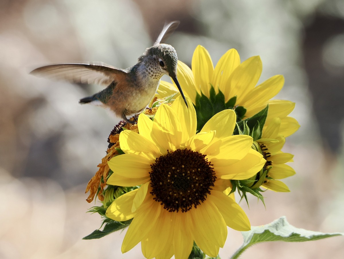 Broad-tailed Hummingbird - ML640845980